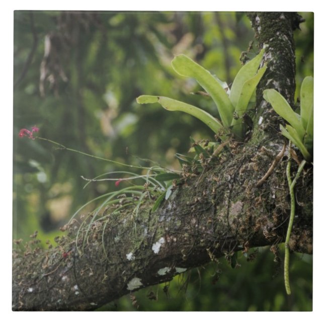 Pine Pink, Bletia purpurea, blühend auf Mango Fliese (Vorderseite)