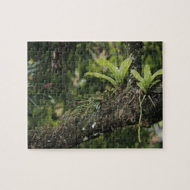 Pine Pink, Bletia purpurea, blühend auf Mango Puzzle (Horizontal)