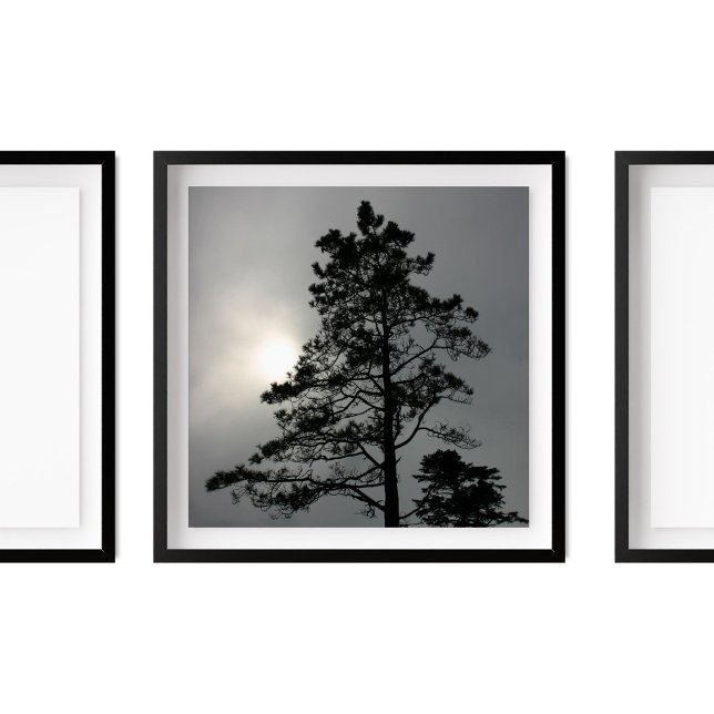 Pine Silhouette Cloudy Sun Fotografy Poster (Von Creator hochgeladen)