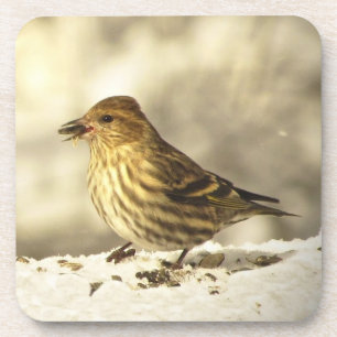 Pine Siskin Untersetzer
