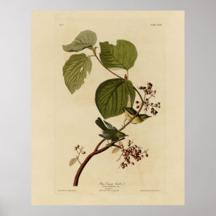 Pine Swamp Warbler von Audubons Vögeln von Amerika Poster