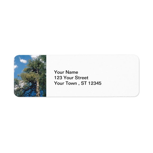 Pine Tree (Vorne)