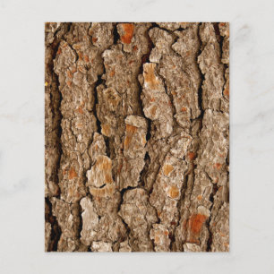 Pine Tree Bark Texture