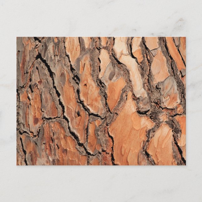 Pine Tree Bark Texture Postkarte (Vorderseite)
