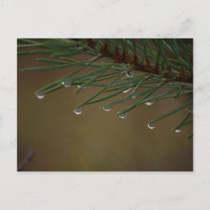 Pine Tree Drops Postkarte