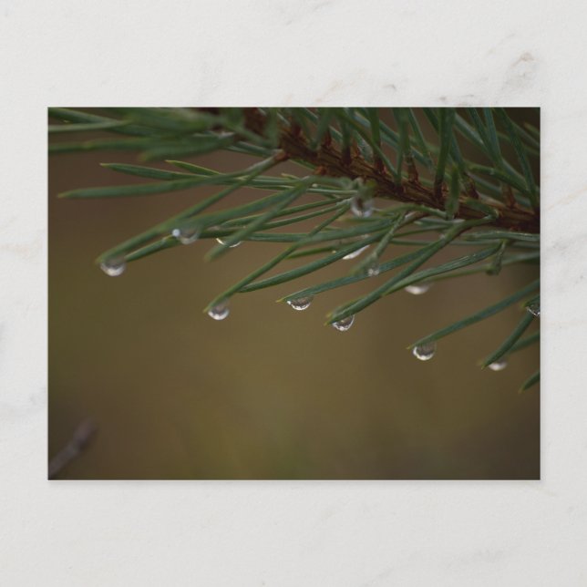 Pine Tree Drops Postkarte (Vorderseite)