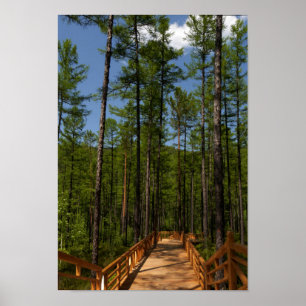 Pine Tree Forest Poster