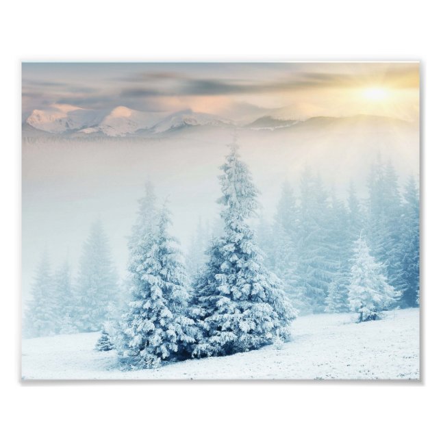 Pine Tree im frischen Schnee Fotodruck (Vorne)