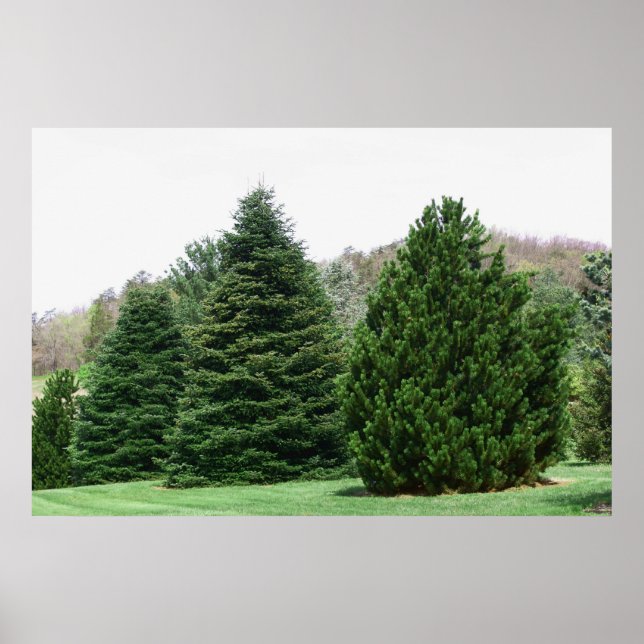 Pine Tree Landschaft Poster (Vorne)
