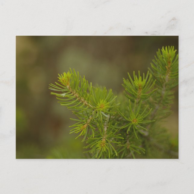 Pine Tree Postcard Postkarte (Vorderseite)