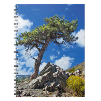 Pine Tree Spiral Notebook Notizblock
