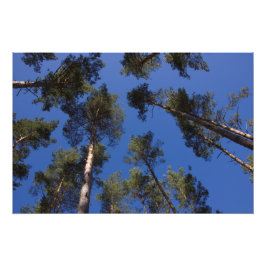 Pine Trees CC0278 Foto Print (27 Zoll, 68 cm)