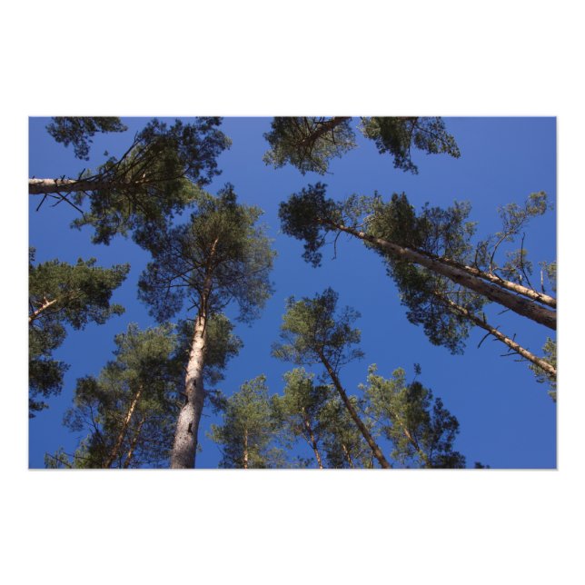 Pine Trees CC0278 Foto Print (27 Zoll, 68 cm) (Vorne)