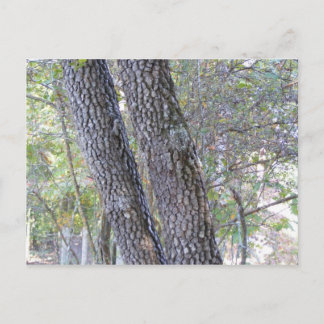 Pine Trees Postkarte