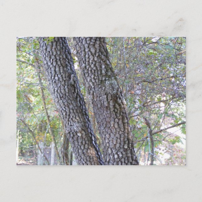 Pine Trees Postkarte (Vorderseite)