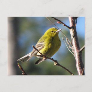 Pine Warbler in Cherry Postkarte