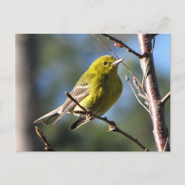 Pine Warbler in Cherry Postkarte (Vorderseite)