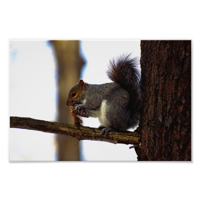 Pinecon Fotodruck (Vorne)