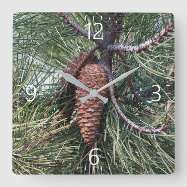 Pinecone auf der Kiefer Quadratische Wanduhr (Vorderseite)