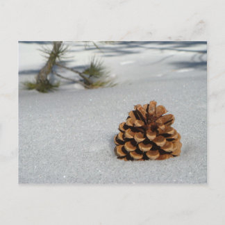 Pinecone auf der Schneekarte Postkarte