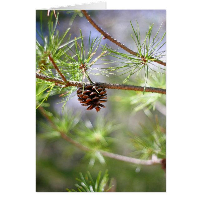 Pinecone - Blank (Vorne)