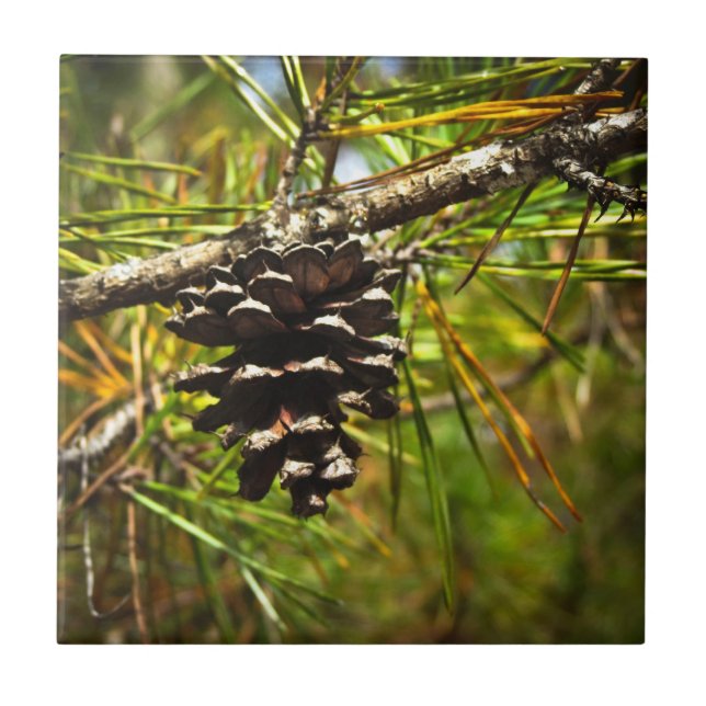 Pinecone Fliese (Vorderseite)