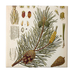 Pinecone Kiefern-Baum-Vintager botanischer Druck Fliese