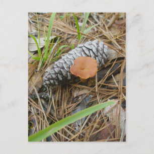 Pinecone OBX Postkarte