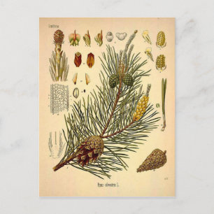 Pinecone Pine Tree Vintag Botanische Schrift Postkarte
