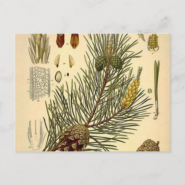 Pinecone Pine Tree Vintag Botanische Schrift Postkarte (Vorderseite)