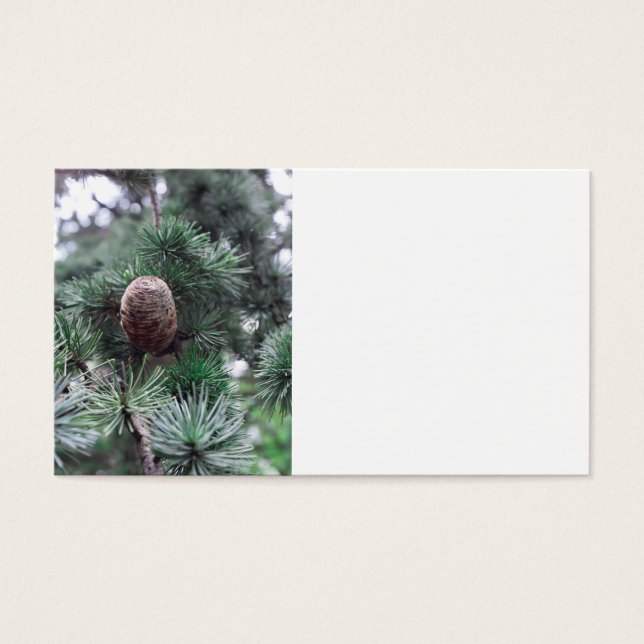 Pinecones (Vorderseite)