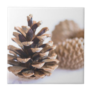 Pinecones Fliese