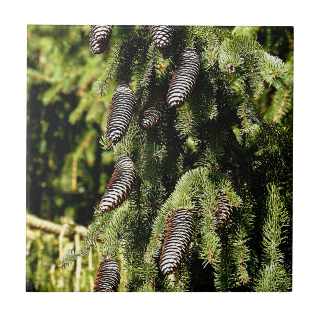 Pinecones Fliese (Vorderseite)