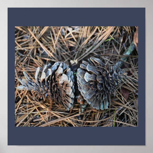 Pinecones Poster (Vorne)