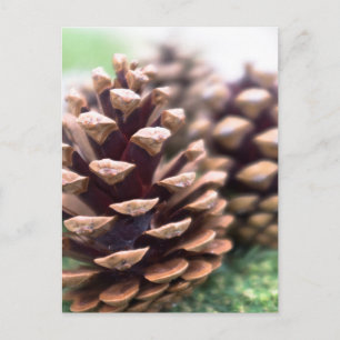 Pinecones Postkarte