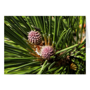 Pineflower