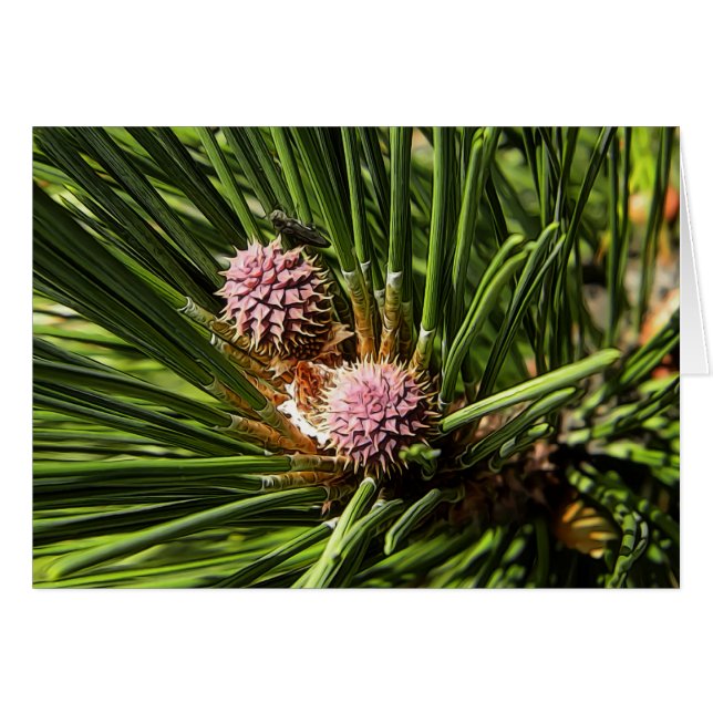 Pineflower (Vorderseite (Horizontal))