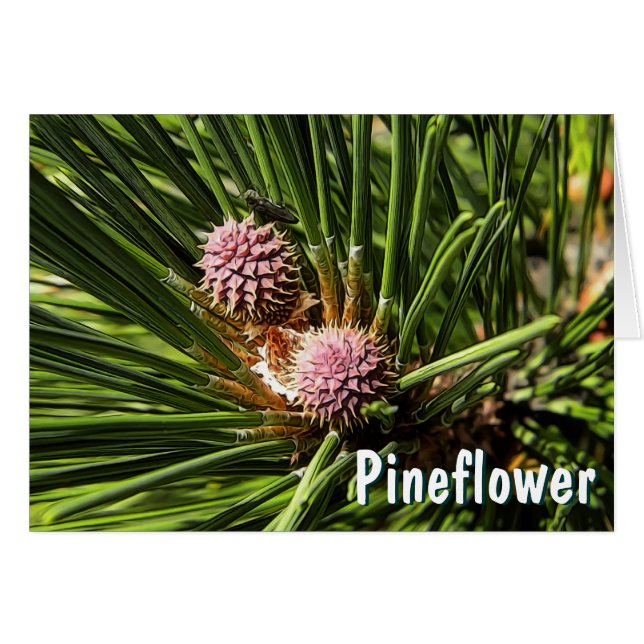 Pineflower (Vorderseite (Horizontal))