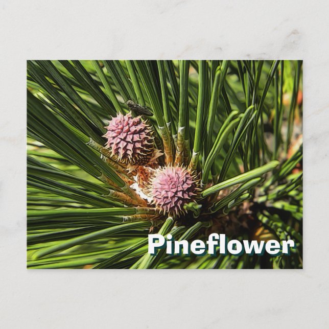 Pineflower Postkarte (Vorderseite)