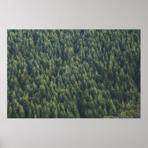 PINENBAUWALD POSTER