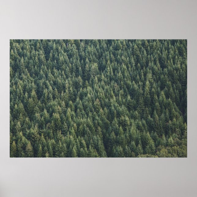 PINENBAUWALD POSTER (Vorne)