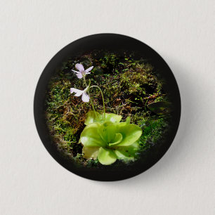 Pinguicula reticulata button
