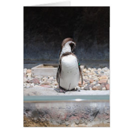 Pinguin