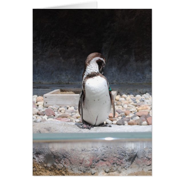 Pinguin (Vorne)