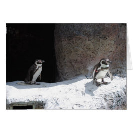 Pinguin