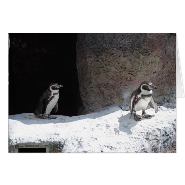 Pinguin (Vorderseite (Horizontal))