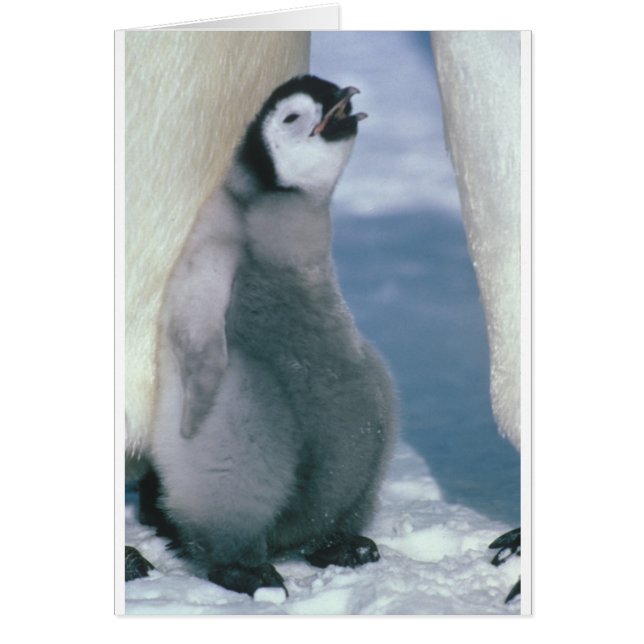 Pinguin (Vorne)