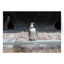 Pinguin