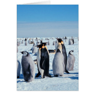 Pinguin-Ansammlung