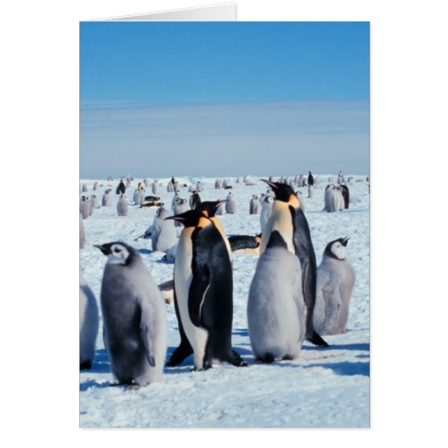 Pinguin-Ansammlung (Vorne)